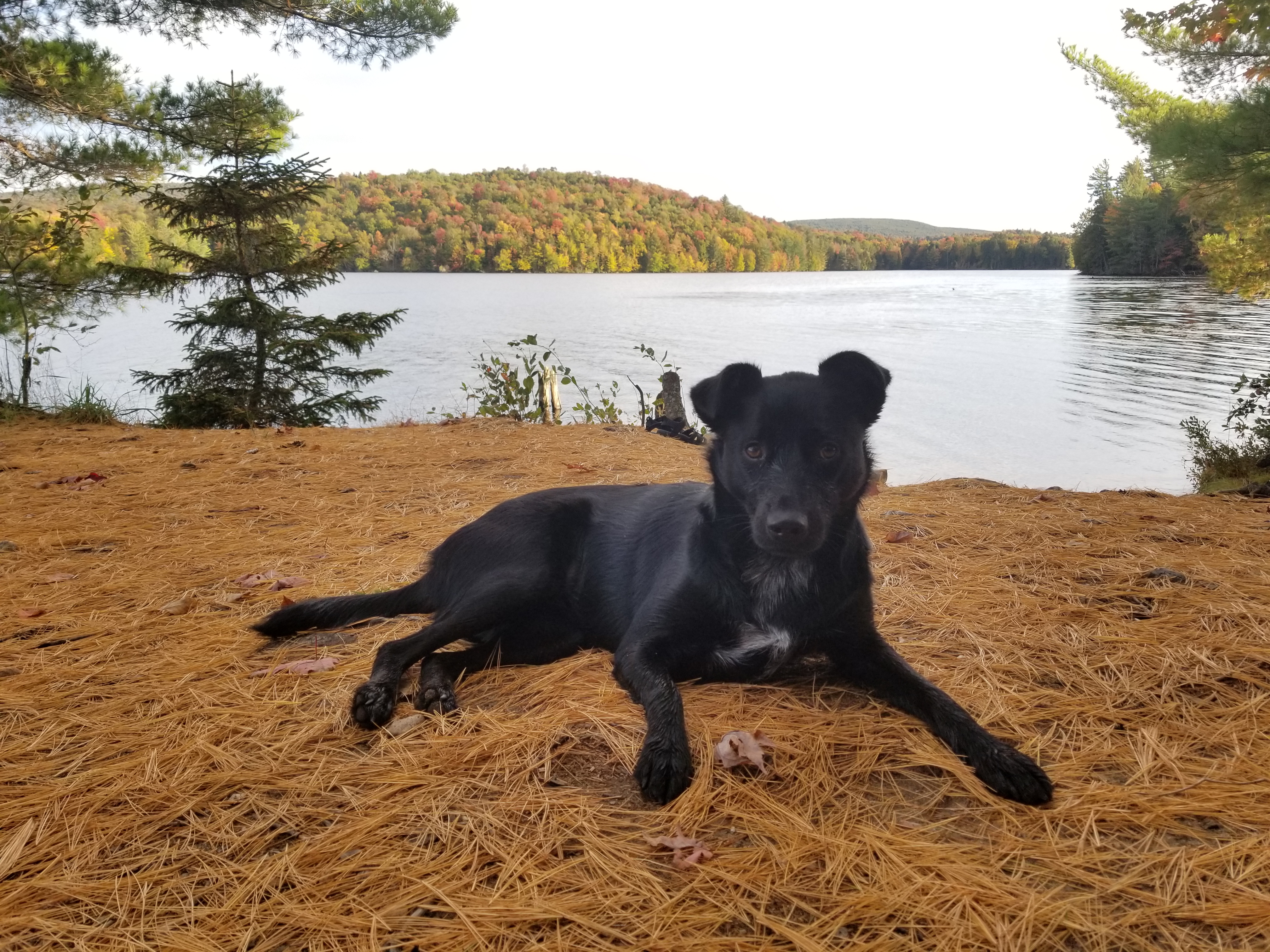 Perro en el camping Cranberry Lake