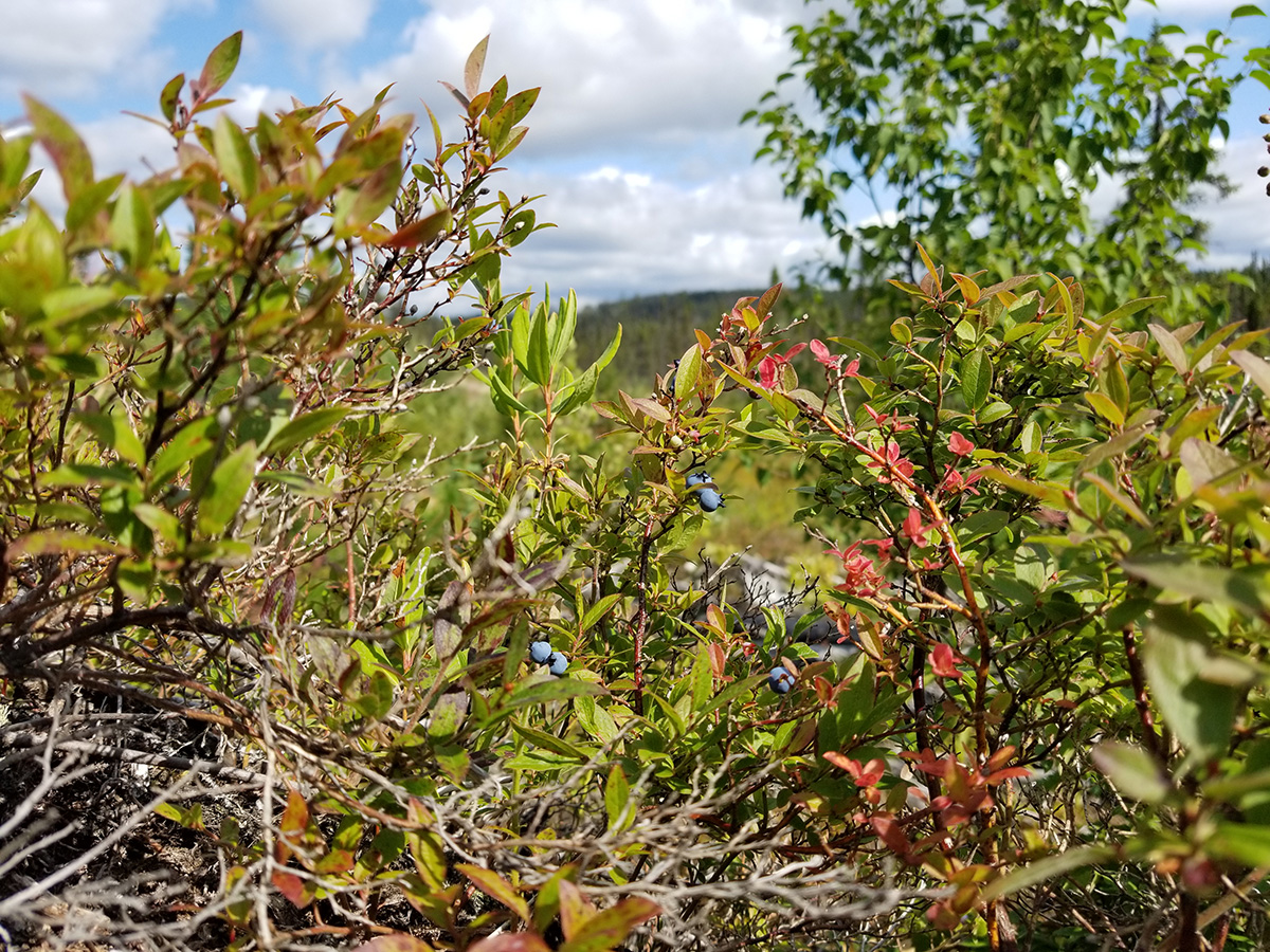 Frutos del bosque en la Ruta 389