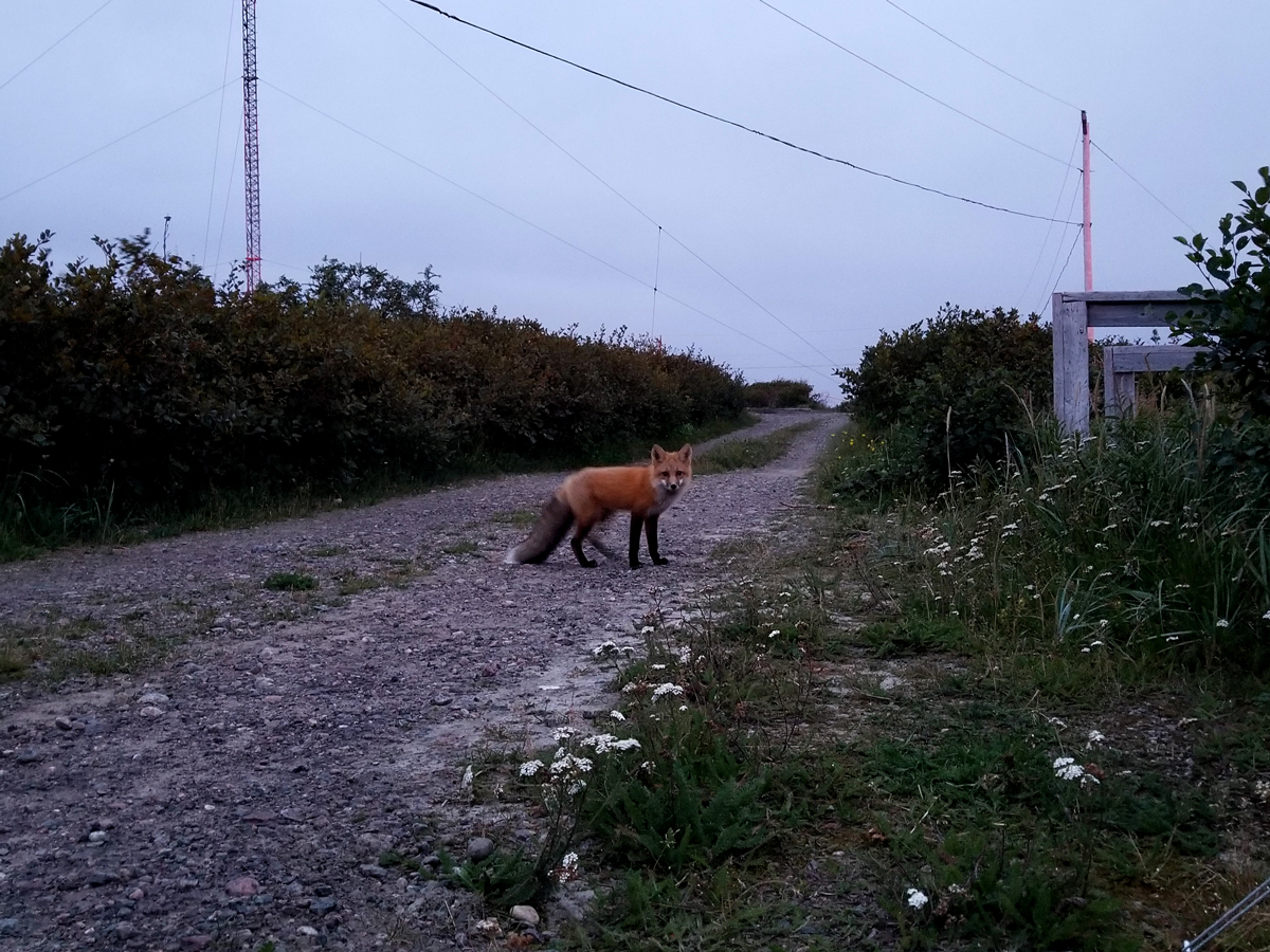 Zorro en St Lewis, Labrador