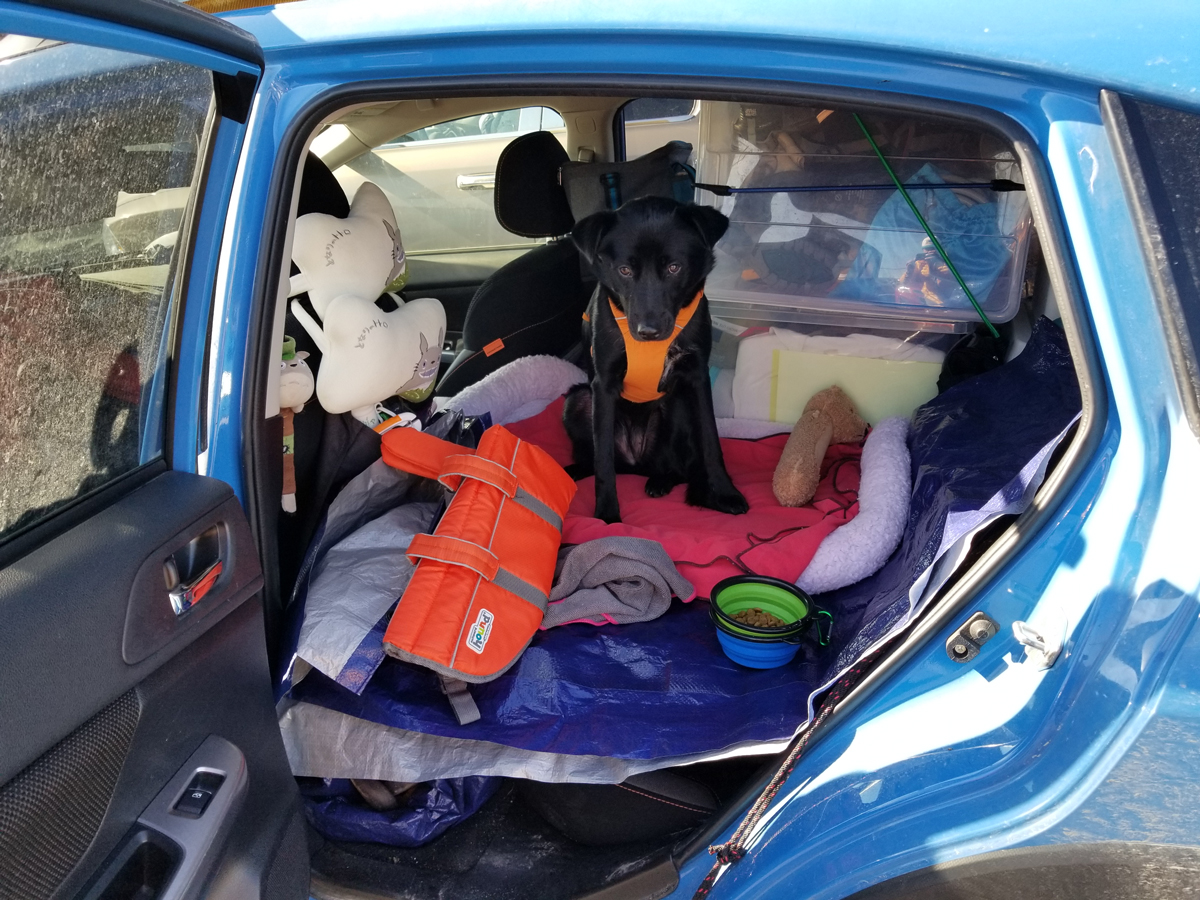 Perro en auto en el ferry a Saint Barbe