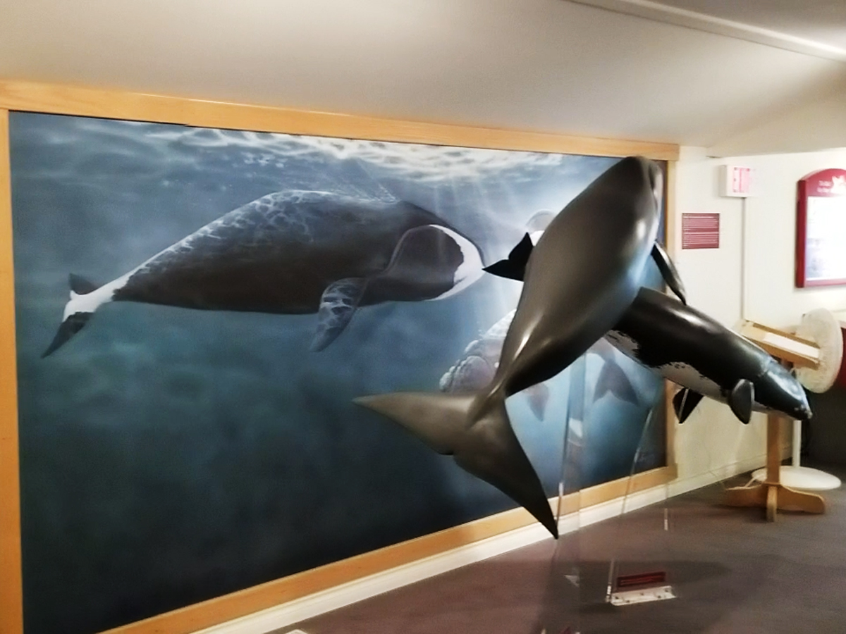 Los balleneros Vascos y fotografías al interior del museo Red Bay.